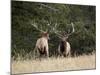 Two Bull Elk (Cervus Canadensis) Facing Off During the Rut, Jasper National Park, Alberta, Canada-James Hager-Mounted Photographic Print