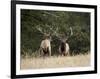 Two Bull Elk (Cervus Canadensis) Facing Off During the Rut, Jasper National Park, Alberta, Canada-James Hager-Framed Photographic Print