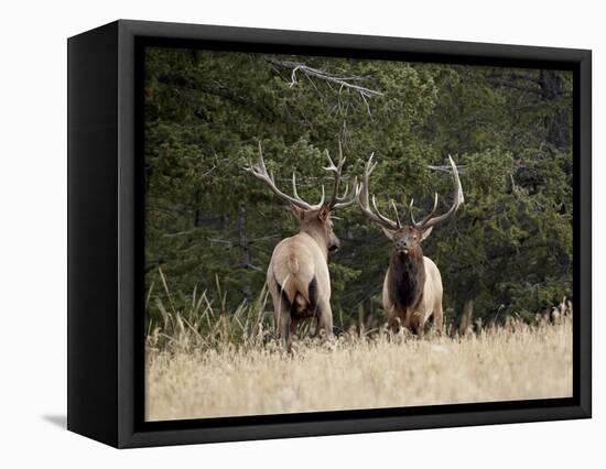 Two Bull Elk (Cervus Canadensis) Facing Off During the Rut, Jasper National Park, Alberta, Canada-James Hager-Framed Stretched Canvas