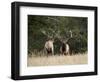 Two Bull Elk (Cervus Canadensis) Facing Off During the Rut, Jasper National Park, Alberta, Canada-James Hager-Framed Photographic Print