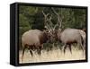 Two Bull Elk (Cervus Canadensis) Sparring During the Rut, Jasper National Park, Alberta, Canada-James Hager-Framed Stretched Canvas