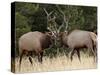 Two Bull Elk (Cervus Canadensis) Sparring During the Rut, Jasper National Park, Alberta, Canada-James Hager-Stretched Canvas