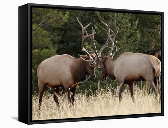 Two Bull Elk (Cervus Canadensis) Sparring During the Rut, Jasper National Park, Alberta, Canada-James Hager-Framed Stretched Canvas