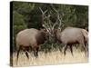 Two Bull Elk (Cervus Canadensis) Sparring During the Rut, Jasper National Park, Alberta, Canada-James Hager-Stretched Canvas
