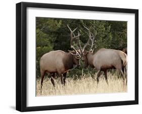 Two Bull Elk (Cervus Canadensis) Sparring During the Rut, Jasper National Park, Alberta, Canada-James Hager-Framed Photographic Print