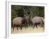 Two Bull Elk (Cervus Canadensis) Sparring During the Rut, Jasper National Park, Alberta, Canada-James Hager-Framed Photographic Print