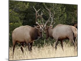 Two Bull Elk (Cervus Canadensis) Sparring During the Rut, Jasper National Park, Alberta, Canada-James Hager-Mounted Photographic Print