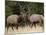 Two Bull Elk (Cervus Canadensis) Sparring During the Rut, Jasper National Park, Alberta, Canada-James Hager-Mounted Photographic Print