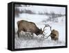 Two Bull Elk (Cervus Canadensis) Sparring in the Snow, Jasper National Park, Alberta, Canada-James Hager-Framed Stretched Canvas