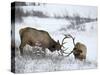 Two Bull Elk (Cervus Canadensis) Sparring in the Snow, Jasper National Park, Alberta, Canada-James Hager-Stretched Canvas