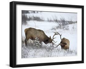 Two Bull Elk (Cervus Canadensis) Sparring in the Snow, Jasper National Park, Alberta, Canada-James Hager-Framed Photographic Print