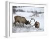 Two Bull Elk (Cervus Canadensis) Sparring in the Snow, Jasper National Park, Alberta, Canada-James Hager-Framed Photographic Print