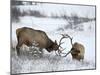Two Bull Elk (Cervus Canadensis) Sparring in the Snow, Jasper National Park, Alberta, Canada-James Hager-Mounted Photographic Print