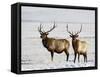 Two Bull Elk in the Snow, National Elk Refuge, Jackson, Wyoming, USA-James Hager-Framed Stretched Canvas