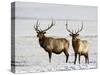 Two Bull Elk in the Snow, National Elk Refuge, Jackson, Wyoming, USA-James Hager-Stretched Canvas