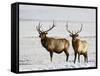 Two Bull Elk in the Snow, National Elk Refuge, Jackson, Wyoming, USA-James Hager-Framed Stretched Canvas