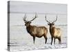 Two Bull Elk in the Snow, National Elk Refuge, Jackson, Wyoming, USA-James Hager-Stretched Canvas