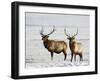 Two Bull Elk in the Snow, National Elk Refuge, Jackson, Wyoming, USA-James Hager-Framed Photographic Print