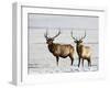 Two Bull Elk in the Snow, National Elk Refuge, Jackson, Wyoming, USA-James Hager-Framed Photographic Print