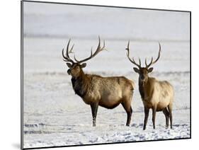 Two Bull Elk in the Snow, National Elk Refuge, Jackson, Wyoming, USA-James Hager-Mounted Photographic Print