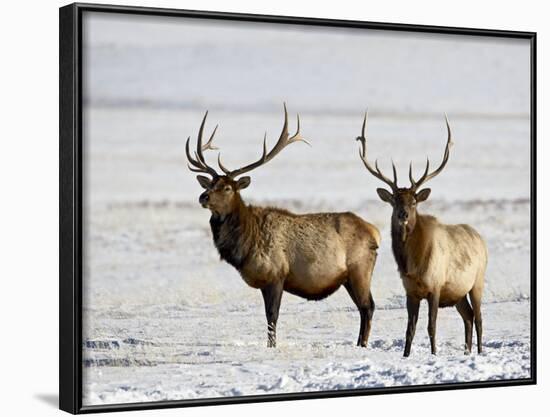 Two Bull Elk in the Snow, National Elk Refuge, Jackson, Wyoming, USA-James Hager-Framed Photographic Print