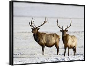 Two Bull Elk in the Snow, National Elk Refuge, Jackson, Wyoming, USA-James Hager-Framed Photographic Print