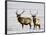 Two Bull Elk in the Snow, National Elk Refuge, Jackson, Wyoming, USA-James Hager-Framed Photographic Print