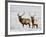 Two Bull Elk in the Snow, National Elk Refuge, Jackson, Wyoming, USA-James Hager-Framed Photographic Print