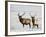 Two Bull Elk in the Snow, National Elk Refuge, Jackson, Wyoming, USA-James Hager-Framed Photographic Print