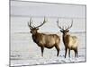Two Bull Elk in the Snow, National Elk Refuge, Jackson, Wyoming, USA-James Hager-Mounted Photographic Print