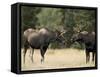 Two Bull Moose Facing Off before Play Fighting, Roosevelt National Forest, Colorado, USA-James Hager-Framed Stretched Canvas
