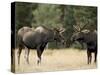 Two Bull Moose Facing Off before Play Fighting, Roosevelt National Forest, Colorado, USA-James Hager-Stretched Canvas