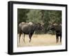 Two Bull Moose Facing Off before Play Fighting, Roosevelt National Forest, Colorado, USA-James Hager-Framed Photographic Print