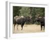 Two Bull Moose Facing Off before Play Fighting, Roosevelt National Forest, Colorado, USA-James Hager-Framed Photographic Print