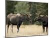 Two Bull Moose Facing Off before Play Fighting, Roosevelt National Forest, Colorado, USA-James Hager-Mounted Photographic Print