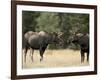 Two Bull Moose Facing Off before Play Fighting, Roosevelt National Forest, Colorado, USA-James Hager-Framed Photographic Print