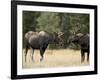 Two Bull Moose Facing Off before Play Fighting, Roosevelt National Forest, Colorado, USA-James Hager-Framed Photographic Print