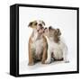 Two Bulldog Puppies-null-Framed Stretched Canvas