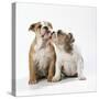 Two Bulldog Puppies-null-Stretched Canvas
