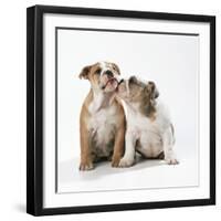 Two Bulldog Puppies-null-Framed Premium Photographic Print