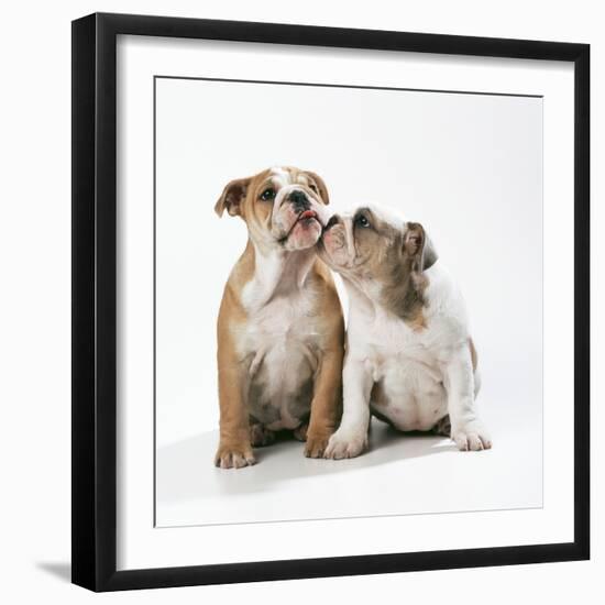 Two Bulldog Puppies-null-Framed Premium Photographic Print