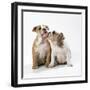 Two Bulldog Puppies-null-Framed Premium Photographic Print