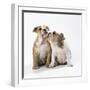 Two Bulldog Puppies-null-Framed Premium Photographic Print