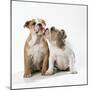 Two Bulldog Puppies-null-Mounted Premium Photographic Print