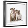 Two Bulldog Puppies-null-Framed Photographic Print