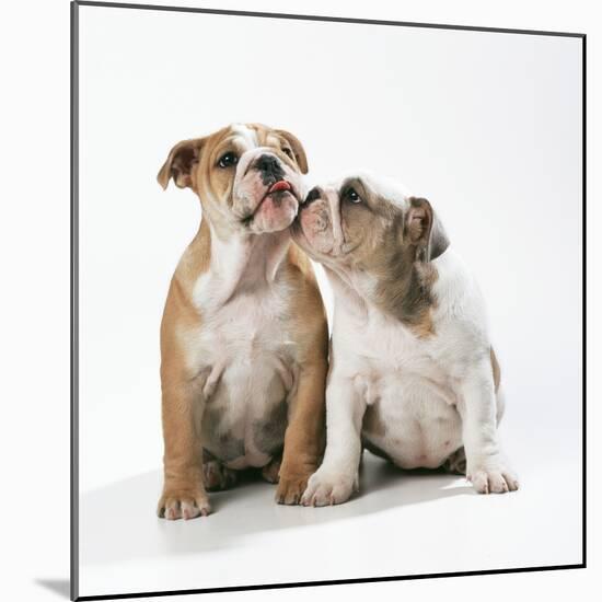 Two Bulldog Puppies-null-Mounted Photographic Print