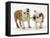 Two Bulldog Pups Carrying a Ragger-Jane Burton-Framed Stretched Canvas