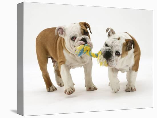 Two Bulldog Pups Carrying a Ragger-Jane Burton-Stretched Canvas