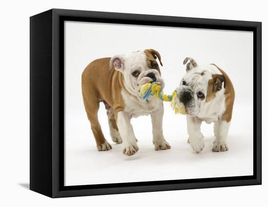 Two Bulldog Pups Carrying a Ragger-Jane Burton-Framed Stretched Canvas