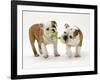 Two Bulldog Pups Carrying a Ragger-Jane Burton-Framed Photographic Print